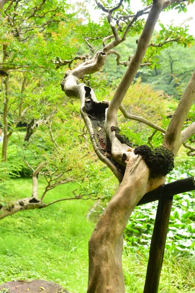 DSC_3357 (Large).JPG